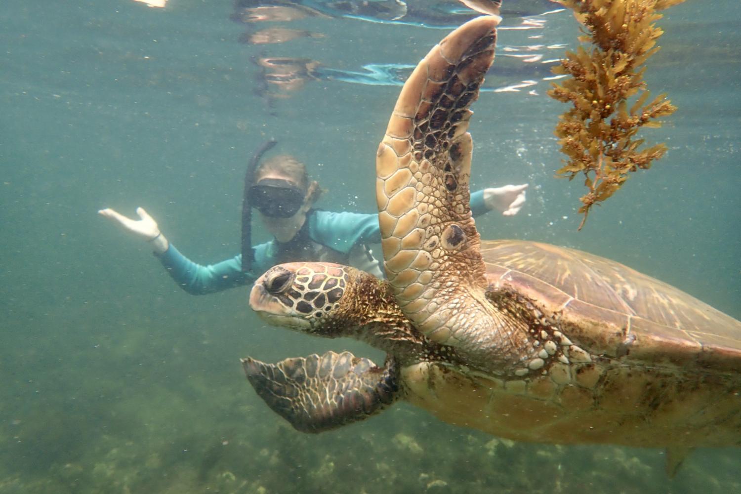 一名<a href='http://4d1q.bjrujiabj.com'>全球十大赌钱排行app</a>学生在Galápagos群岛游学途中与一只巨龟游泳.